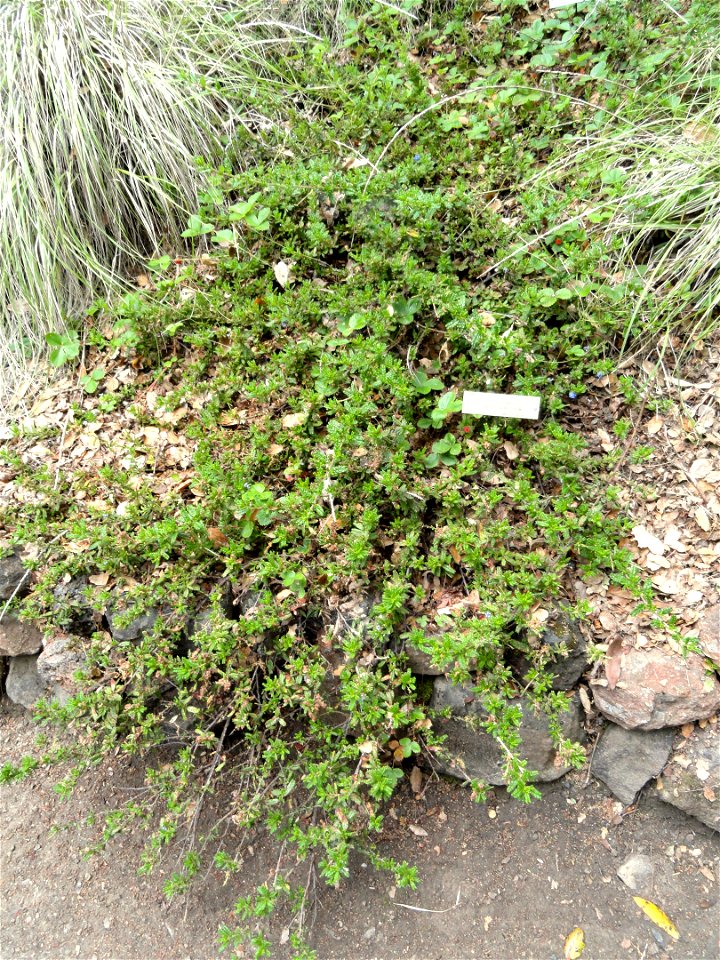 — specimen in the University of California Botanical Garden, Berkeley, California, U.S.