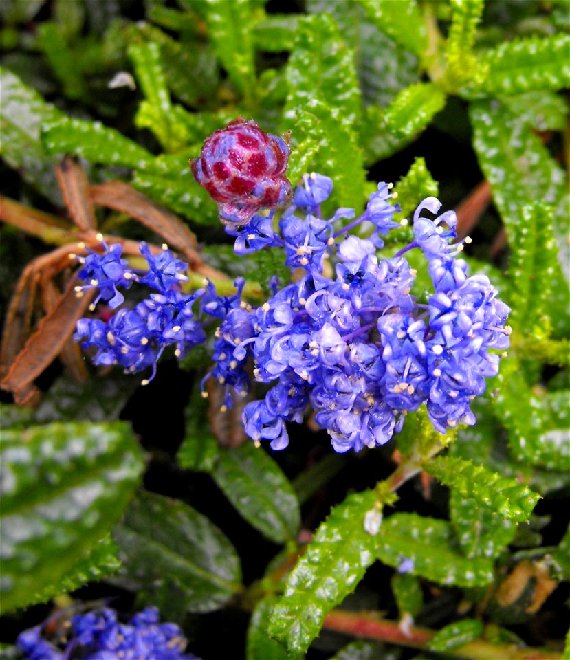 Ceanothus hearstiorum at the UC Berkeley Botanical Garden, California, USA. 
Identified by sign.