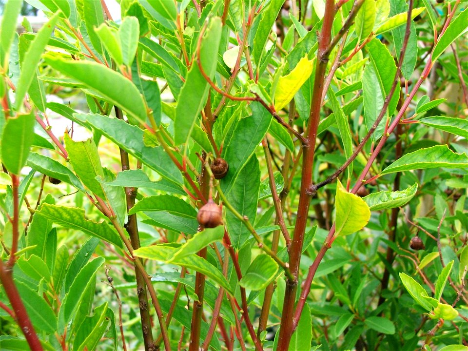 The Soap bush of South Africa. Noltea africana.