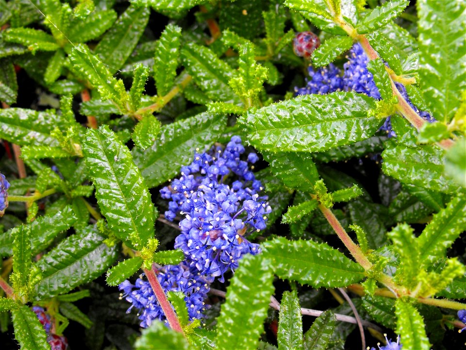 Ceanothus hearstiorum at the UC Berkeley Botanical Garden, California, USA. 
Identified by sign.