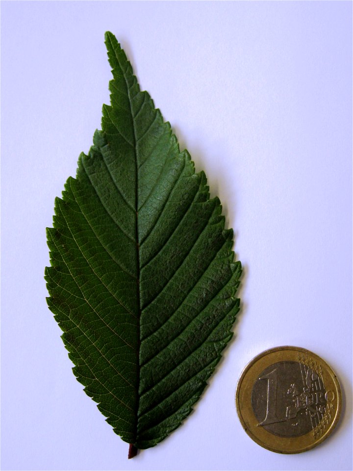 Photo of mature leaf of Ulmus uyematsui, with 1 Euro coin as scale.