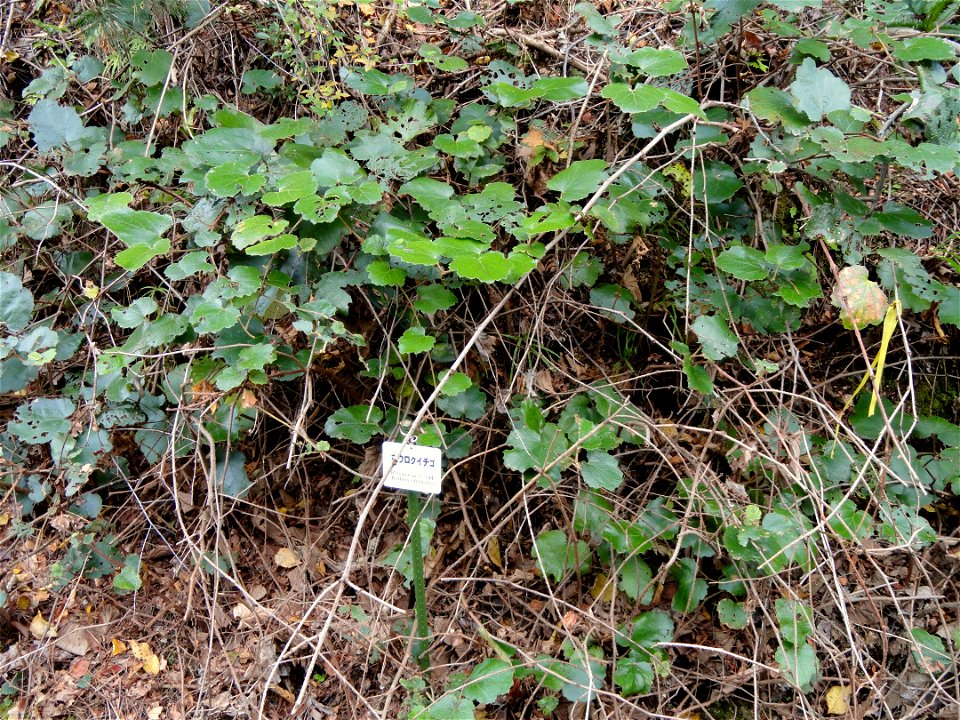 Botanical specimen in the Miyajima Natural Botanical Garden, Hatsukaichi, Hiroshima, Japan.