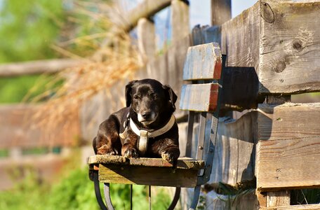 Pet portrait cute photo