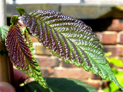 Photo of emergent leaves of Ulmus uyematsui.