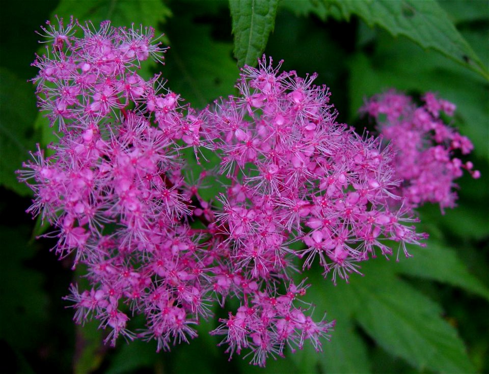 Filipendula auriculata in Mount Haku, Shirakawa village, Gifu prefecture, Japan.