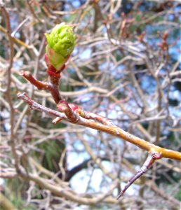 Opening leaf bud and thorn of Crataegus erythropoda, Boulder, Colorado