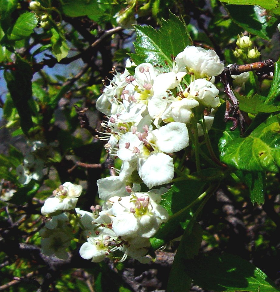 Crataegus erythropoda flowers, Boulder, Colorado