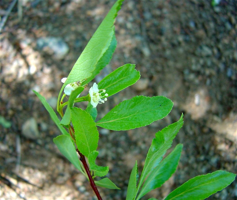 Wild tree in south-central Colorado