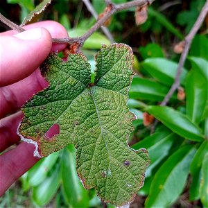 Rusty-haired Raspberry (Rubus reflexus)