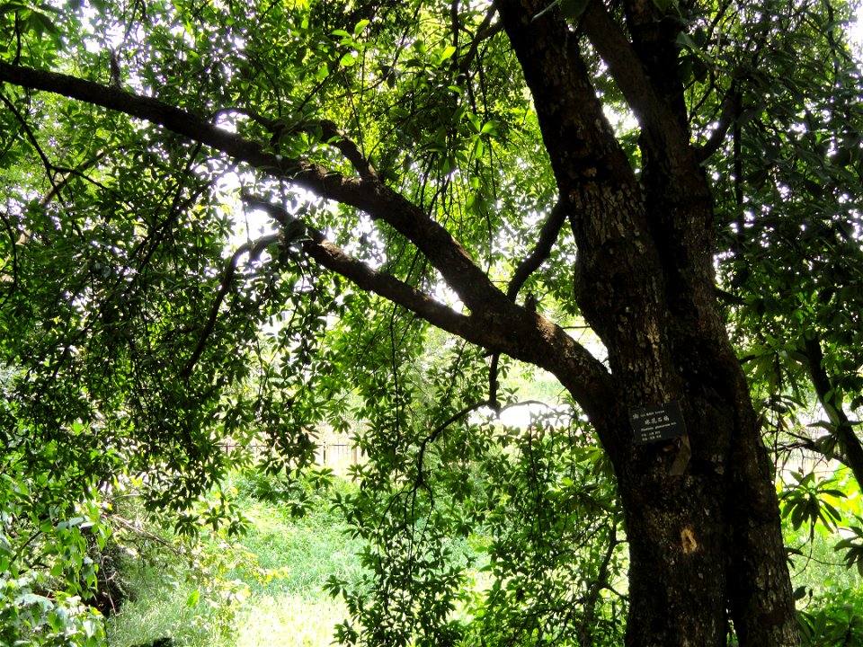 Plant specimen in the Kunming Botanical Garden, Kunming, Yunnan, China.