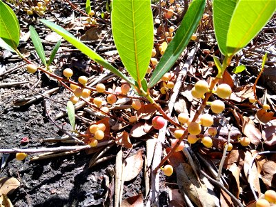 Water Fig (Ficus verruculosa)