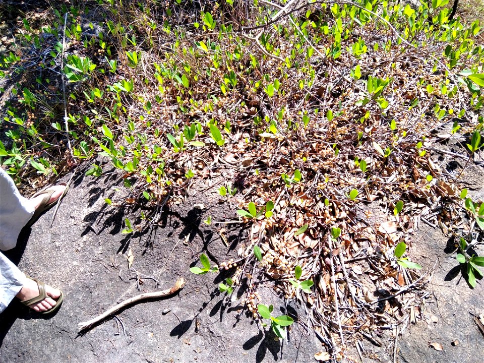 Water Fig (Ficus verruculosa)