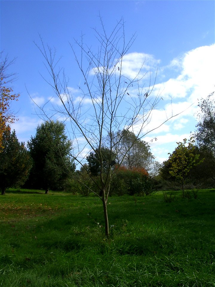 Photo of tree taken October 2006 by author