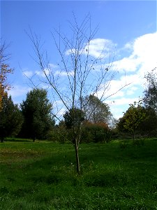 Photo of tree taken October 2006 by author