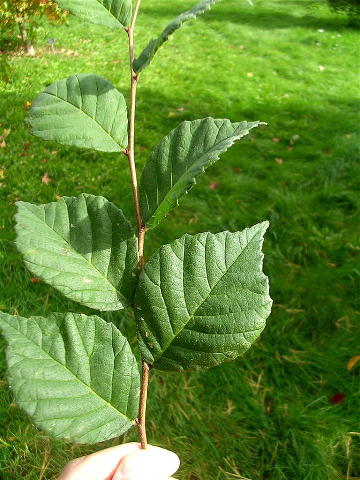 Photo taken by author October 2006