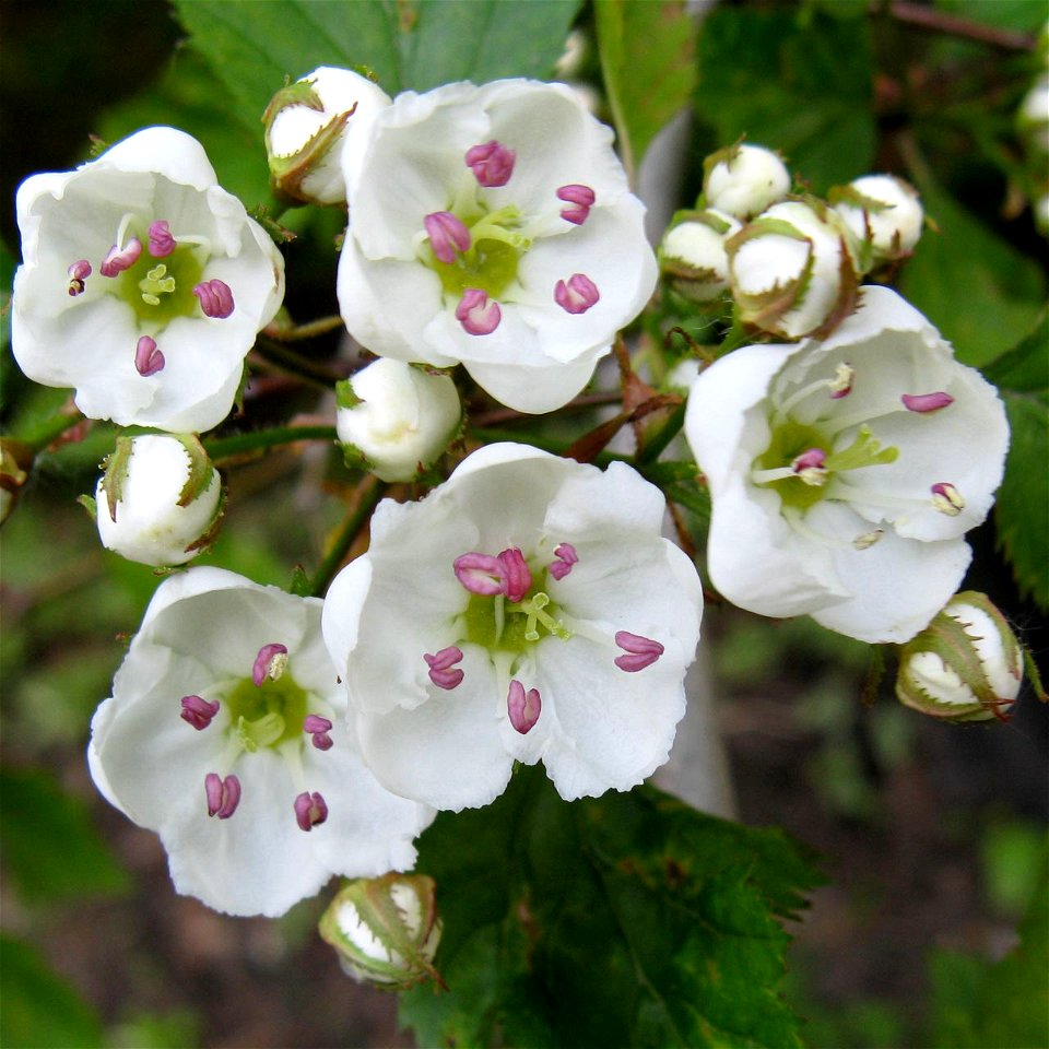 Flowers of Crataegus holmesiana, wild tree, Toronto, Canada