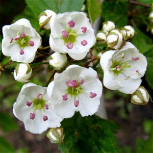 Flowers of Crataegus holmesiana, wild tree, Toronto, Canada