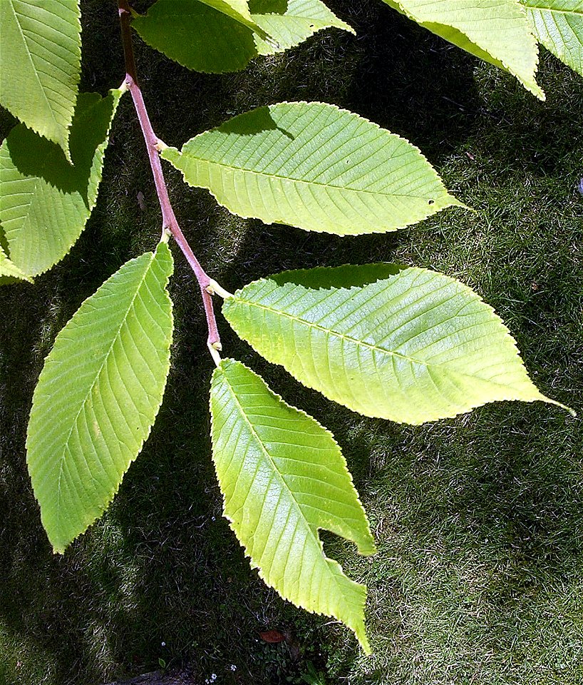 Photo taken by author, July 2006