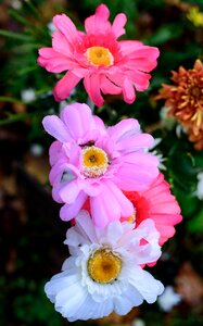Nature flora garden