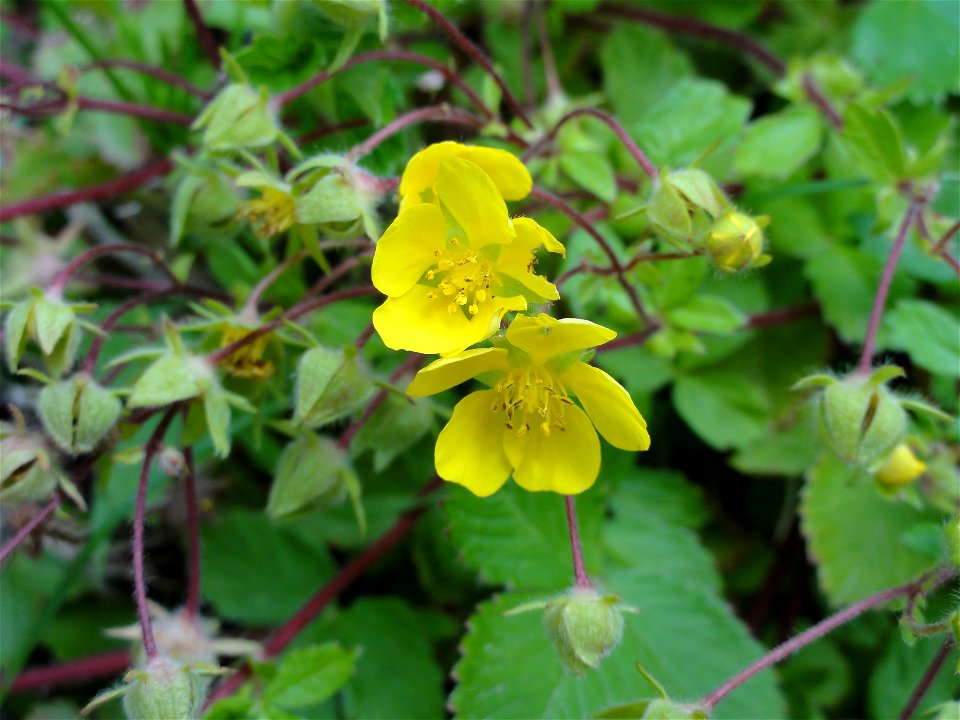キジムシロ[雉莚/雉蓆][Potentilla fragarioides var. major]-花