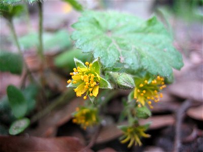 Waldsteinia lobata flower. Fulton Co., GA.