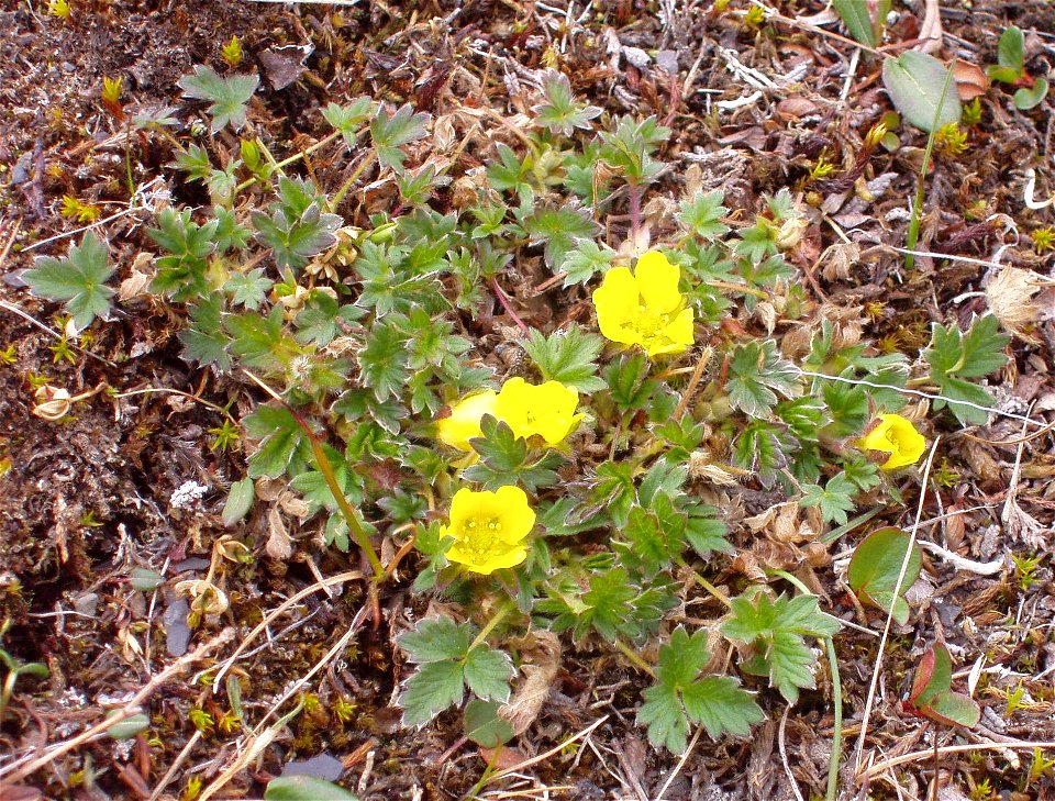 Arctic Cinquefoil, Longyearbyen, Svalbard