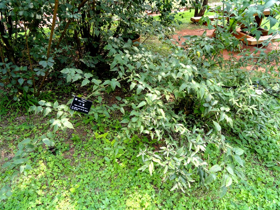Plant specimen in the Kunming Botanical Garden, Kunming, Yunnan, China.