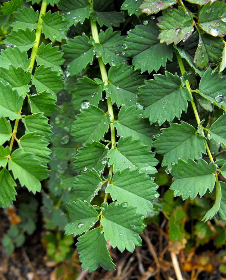 Sanguisorba annua (syn. Sanguisorba occidentalis) at the UC Berkeley Botanical Garden, California, USA. Identified by sign.