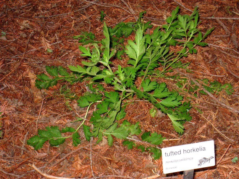  ; syn. Potentilla californica — California horkelia. 
At University of California at Davis Arboretum — Davis, California.
Endemic plant species of California.