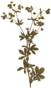 Potentilla intermedia Herbar