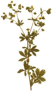 Potentilla intermedia herbarium specimen