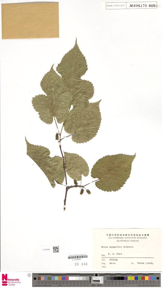 This is a photograph of leaf morphology in a [Morus mongolica] dried specimen.  It was published by Naturalis Biodiversity Center, online.