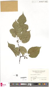 This is a photograph of leaf morphology in a [Morus mongolica] dried specimen.  It was published by Naturalis Biodiversity Center, online.