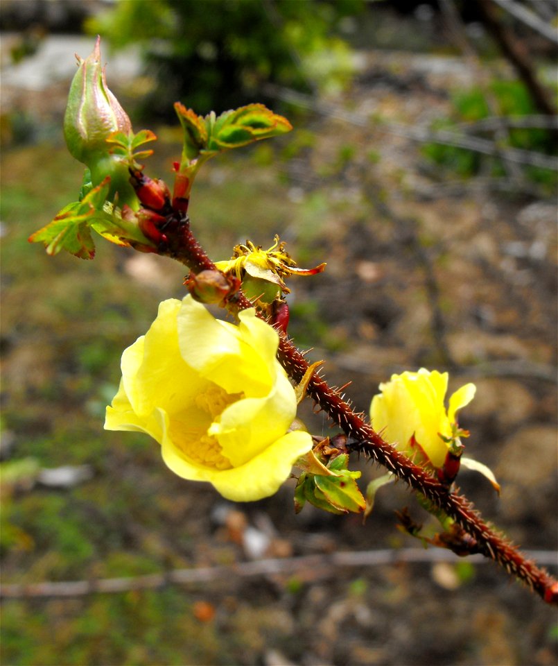 Rosa hugonis at the UC Berkeley Botanical Garden, California, USA. Identified by sign.
