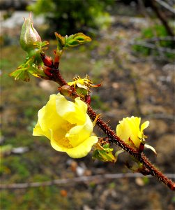 Rosa hugonis at the UC Berkeley Botanical Garden, California, USA. Identified by sign.