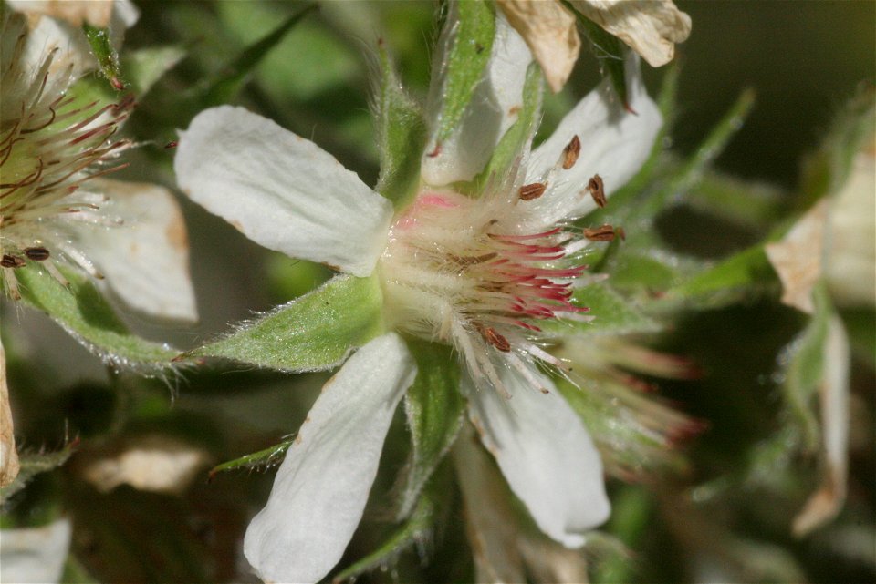 Potentilla caulescens