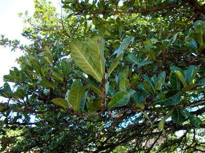 Yroko, Gameleira, Ficus gomelleira