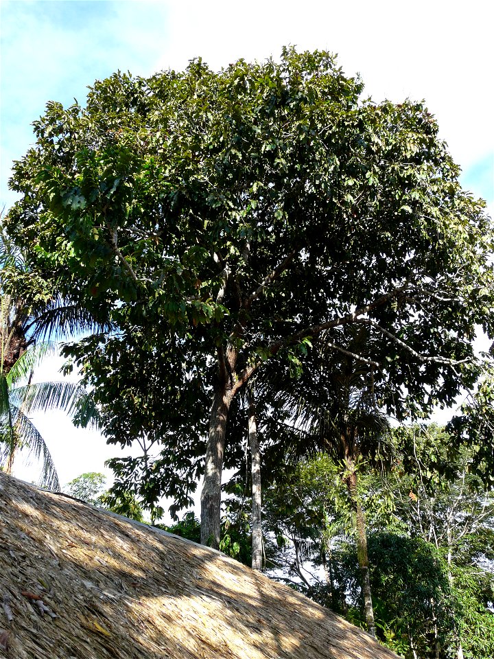 Noor parapähklipuu (Bertholletia excelsa). Rio Negro, Amasoonia, mai algus.