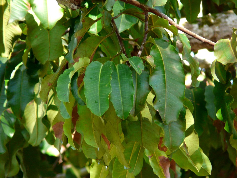 Parapähklipuu (Bertholletia excelsa) lehed. Rio Negro, Amasoonia, mai algus.