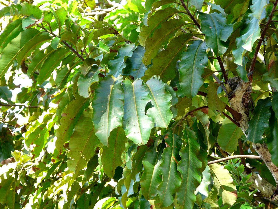 Parapähklipuu (Bertholletia excelsa) lehestik. Rio Negro, Amasoonia, mai algus.