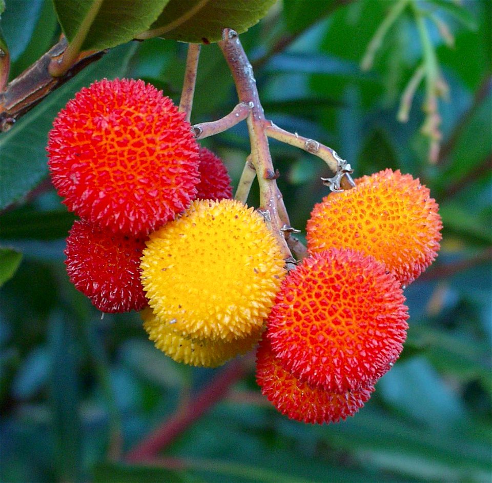 Arbutus berries (Palombaggia, Corsica)