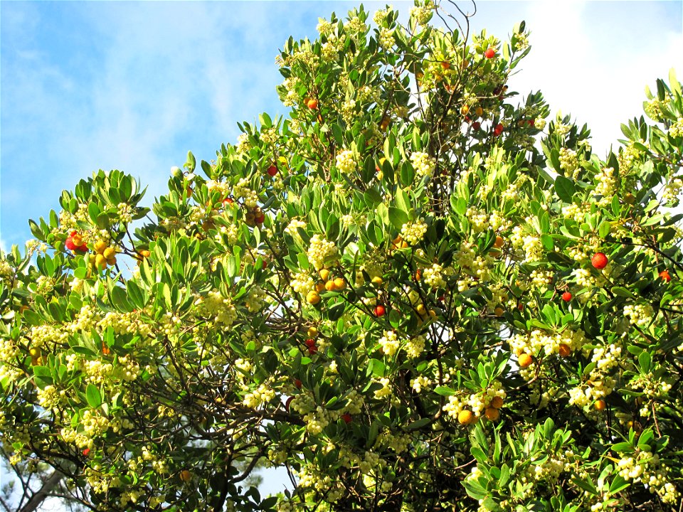 Arbutus with fruits in october in Capbreton (Landes, France).