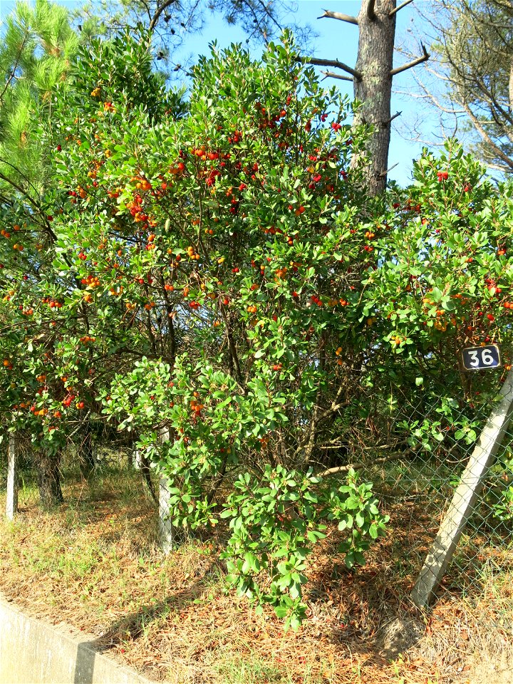Strawberry tree with fruits in Capbreton (Landes, France).