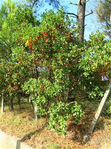 Strawberry tree with fruits in Capbreton (Landes, France).