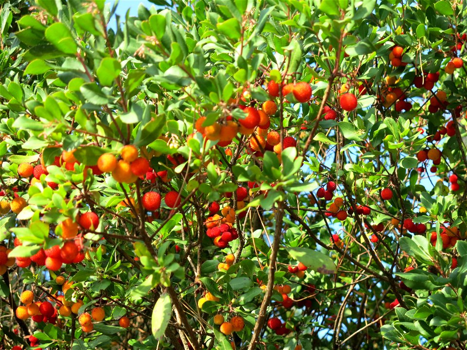 Strawberry tree with fruits in Capbreton (Landes, France).