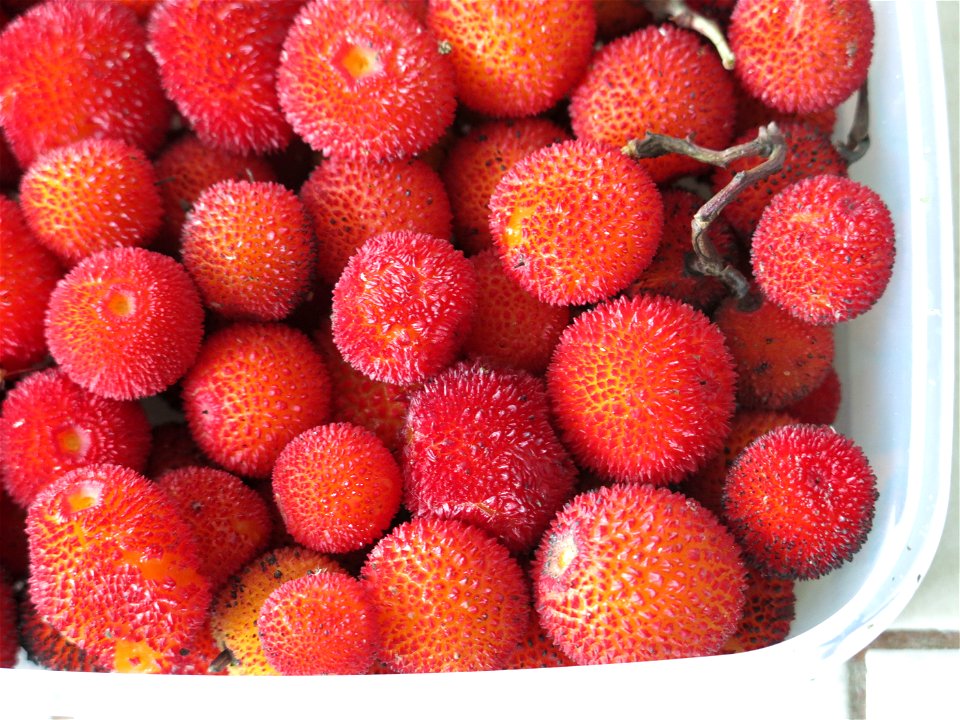 Fruits of Strawberry tree in Capbreton (Landes, France).