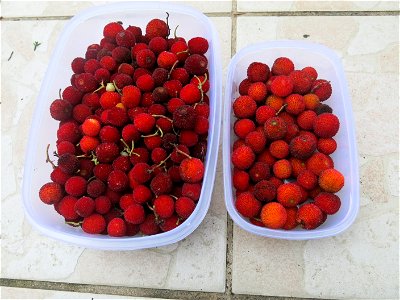 Fruits of Strawberry tree in Capbreton (Landes, France).