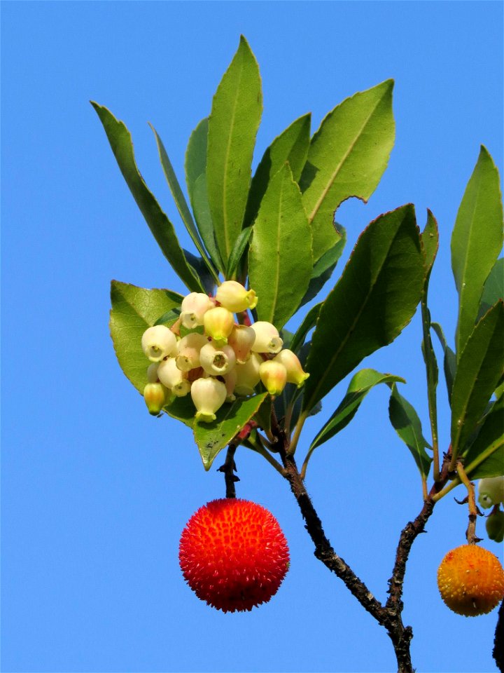 Flores y fruto del madroño (Arbutus unedo). Barrio de Moratalaz, Madrid (cultivado).