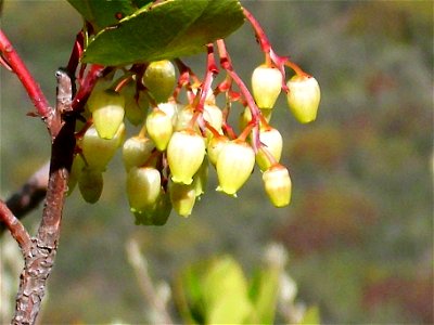 Arbutus unedo Flowers Closeup , in Sierra Madrona, Spain