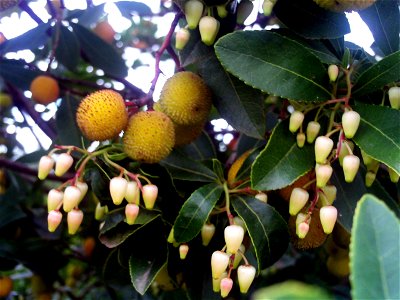 Arbutus unedo Flowers and unmature fruits in Dehesa Boyal de Puertollano, Spain photo